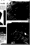 or18jun69pg5.gif (82377 bytes)