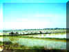 Trip to Tan An 4.jpg (44453 bytes)