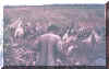 kemosabe115.jpg (259937 bytes)