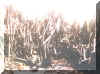 kemosabe18.jpg (117229 bytes)
